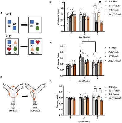 Genetic deletion of zinc transporter ZnT3 induces progressive cognitive deficits in mice by impairing dendritic spine plasticity and glucose metabolism